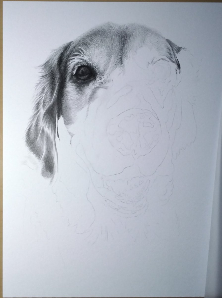 #wip Started this commemorative portrait of handsome Witten. Those wavy, golden ears!! 🐶🐾🌈💕