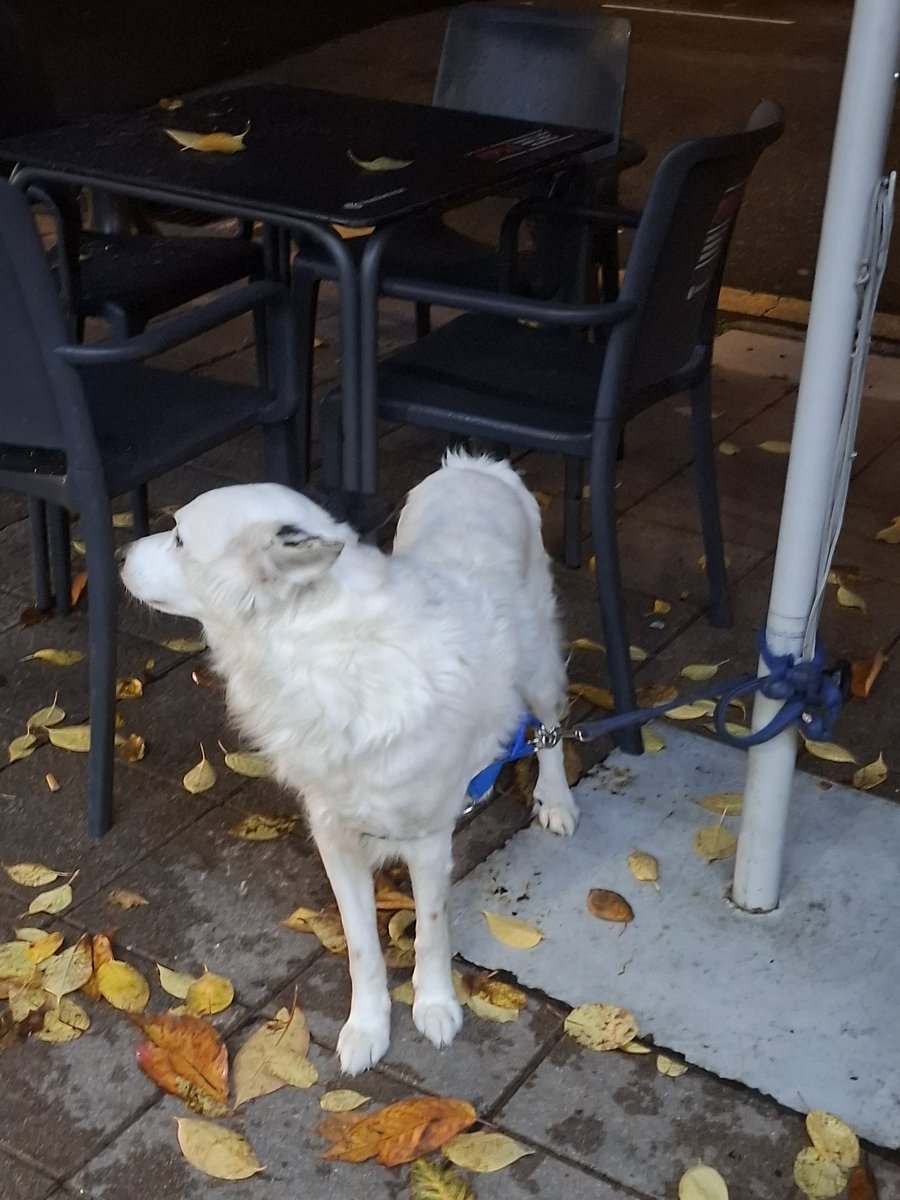 Foto recién sacada en mi barrio. 

El perro atado fuera lloviendo y el dueño jugando a la máquina dentro del bar...

Denunciado... y el perro va para mi casa. 

Es lo que hay...