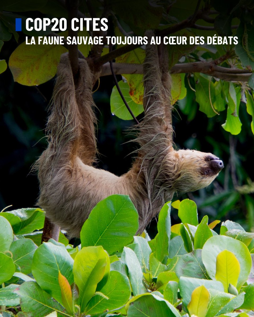 CoP20 CITES : la faune sauvage toujours au cœur des débats

🐾 A quelques jours de la fin de la CoP20 de la CITES, les Parties ont poursuivi hier, mercredi 3 décembre, l’examen des propositions relatives aux espèces animales. La FBB est, à cet effet, heureuse de vous annoncer de