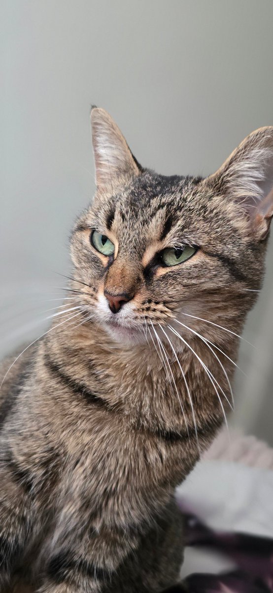 Waffles sounds like a geiger counter when purring