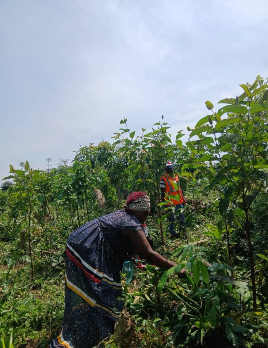 fmnrnetwork's tweet photo. Together with Fairventures staff in Jubya inducted an FMNR and how it works on farms and communities. This was specific for CFR together with NFA team and the forest supervisors.
A total of 40 species were identified in  a space of 2 Ha. 
FMNR is the way to go!! https://t.co/OM5sM6avBe
