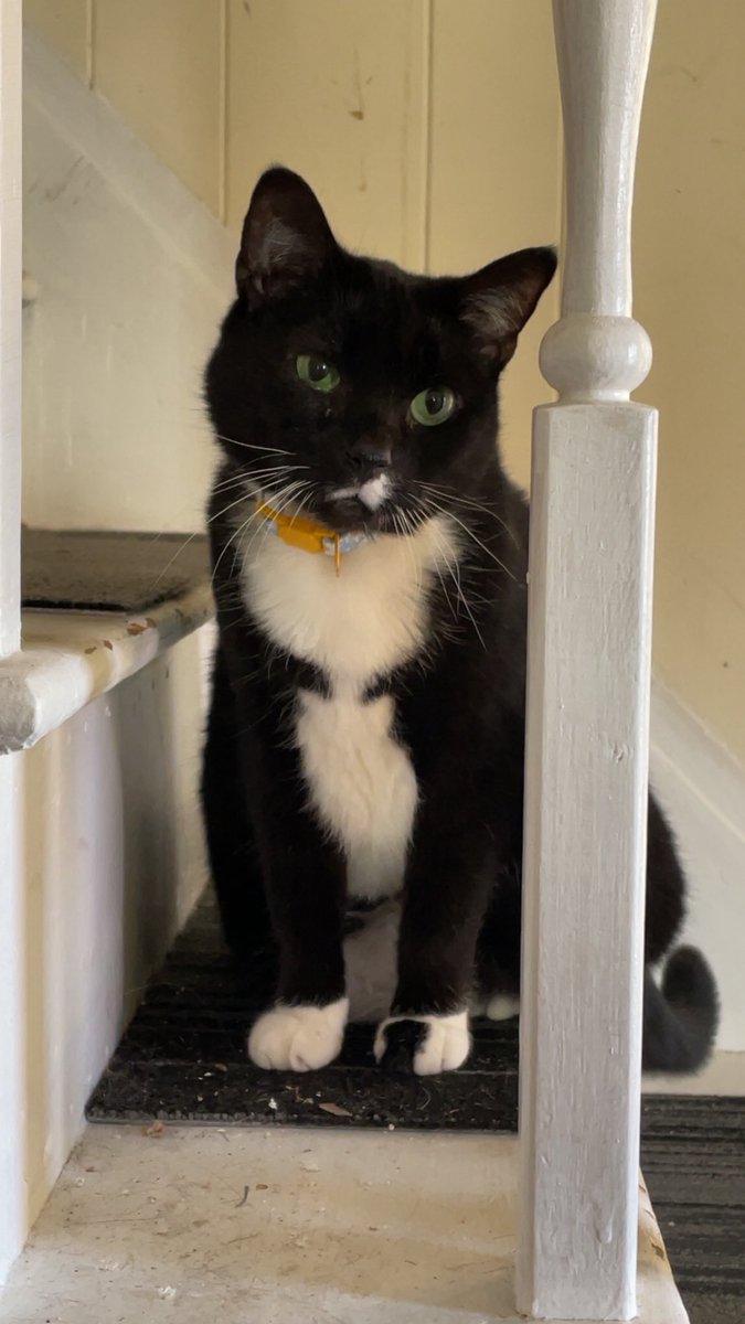 RudinskiAlex's tweet image. Our submission for a pet, her name is Lumpy (Dorothy) #readypetgo #GMM #mythical @Mythical