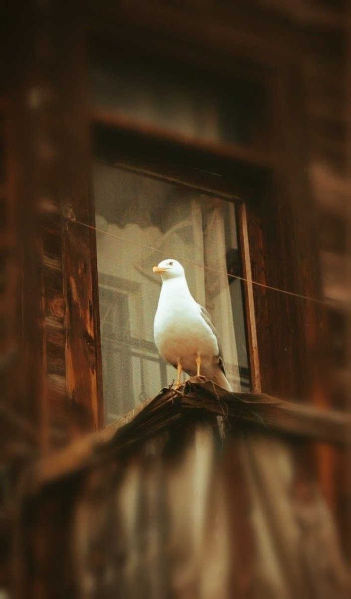 Rossedayy's tweet photo. "Zira dünya durulacak mekan,

İnsanlar sığınılacak liman değil."

O halde ALLAH'A firar edin.!

🖤🕊️ https://t.co/meb1TrrxjP