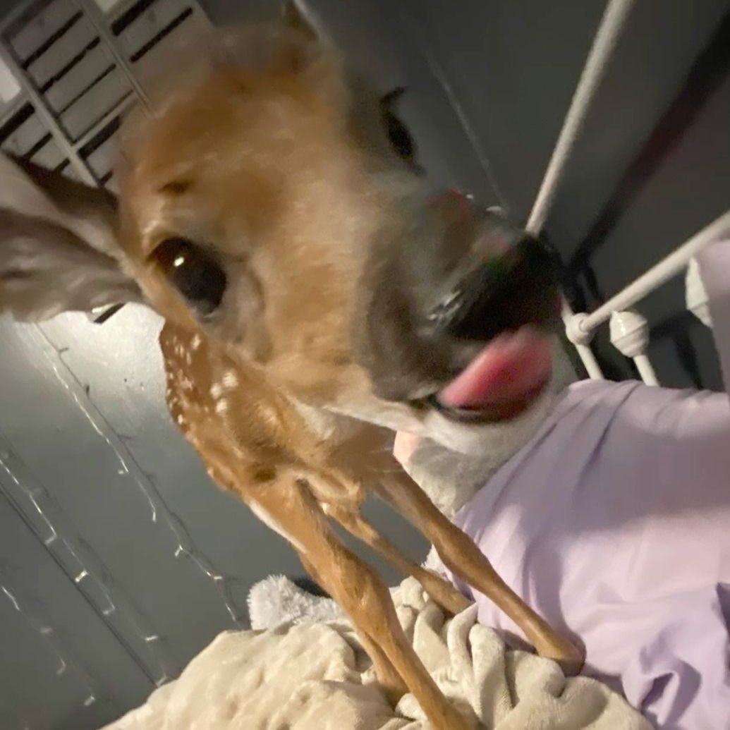 fawns tweet media