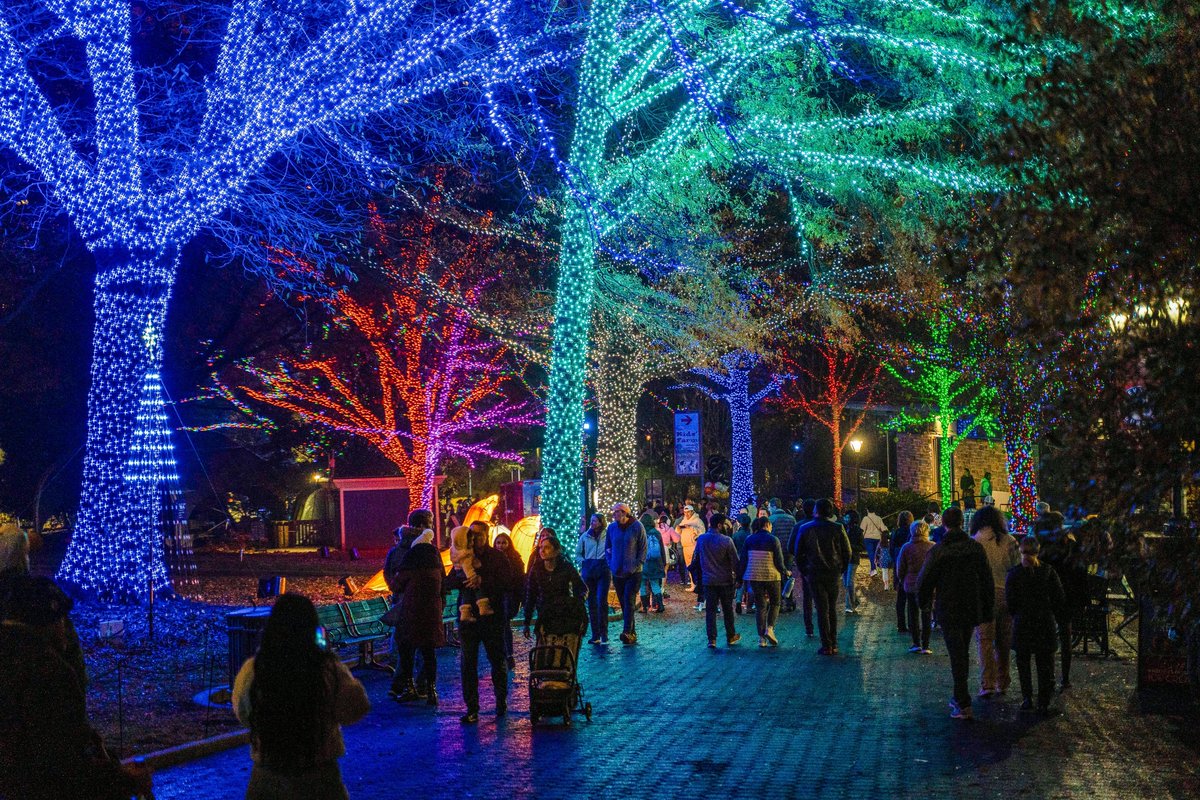 Need a last-minute gift? Gift a Zoo membership and your loved one can enjoy year-round benefits, including special access to our upcoming ZooLights member nights Dec. 9, 10 and 11. Join today at nationalzoo.si.edu/join. 🪪 🐼  

📷 Photo credit: Nick Moreland/Smithsonian
