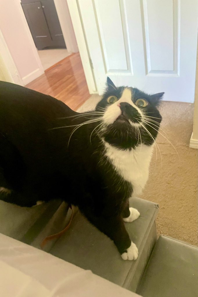 <a href="/biancosayshello/">Bianco 🤍</a> ME I’M AM