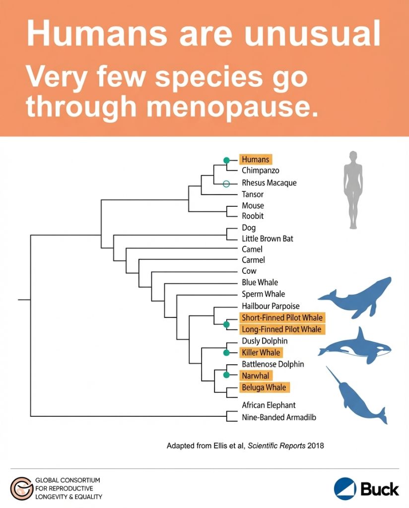 SterlingCooley's tweet photo. Menopause is not a widespread phenomenon. It occurs in women, and select whale species. This is a key insight in reproductive biology.

Only four whale species experience menopause. These species are short-finned pilot whales, beluga whales, narwhals, and orcas.

This contrasts sharply with most mammals. They remain fertile until death.

The phylogenetic tree underscores the rarity. Humans are an exception.

What evolutionary pressures led to this? Why did it evolve in these species?

Adapted from Ellis et al, Scientific Reports 2018. Further research is needed.

https://t.co/O10DGPKDRF