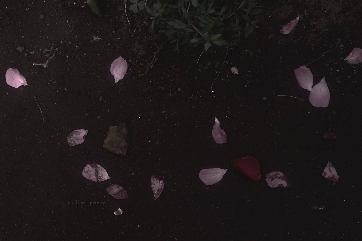 うずこ🐇 𝓤𝔃𝓾𝓴𝓸 (@uzuko_photo) on Twitter photo 