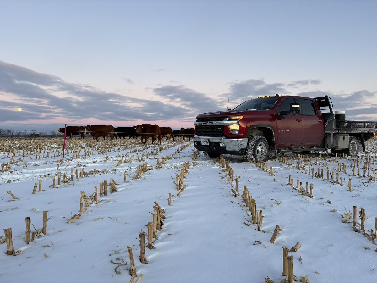 When the rangers away Berta will play!