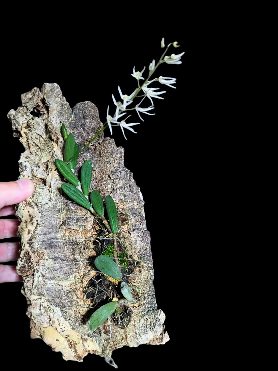 E3%83%87%E3%83%B3%E3%83%89%E3%83%AD%E3%83%93%E3%82%A6%E3%83%A0