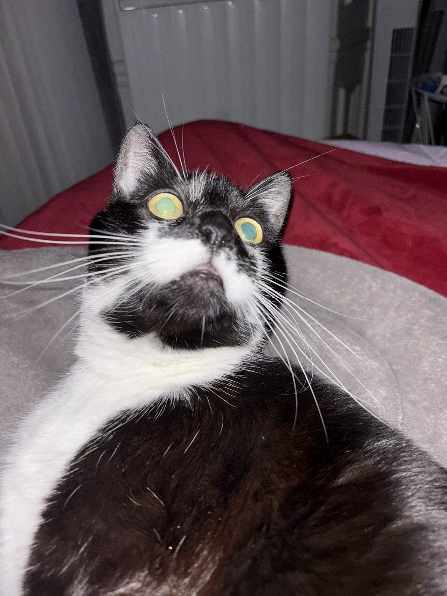 <a href="/biancosayshello/">Bianco 🤍</a> IM IN