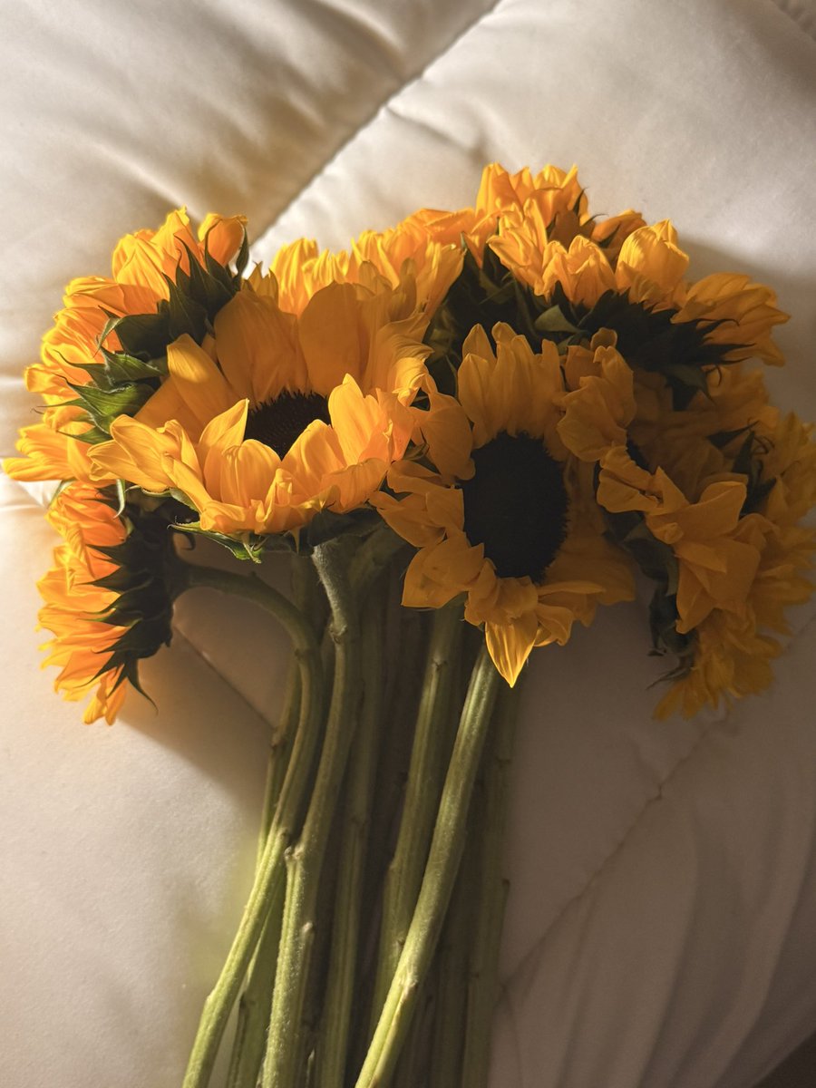 د ياساشي tweet media