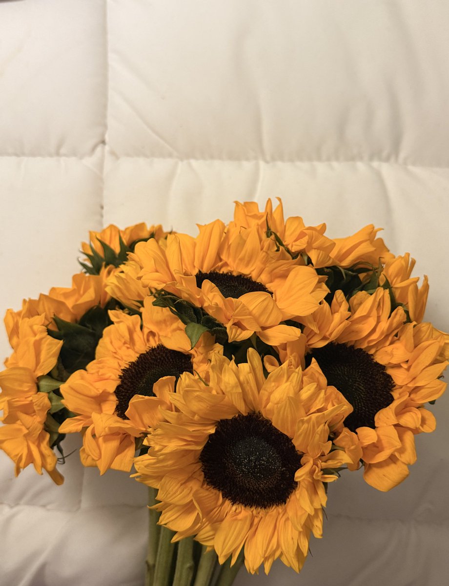 د ياساشي tweet media