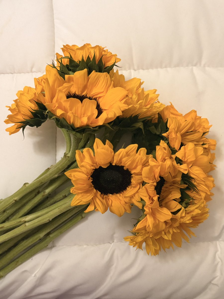 د ياساشي tweet media