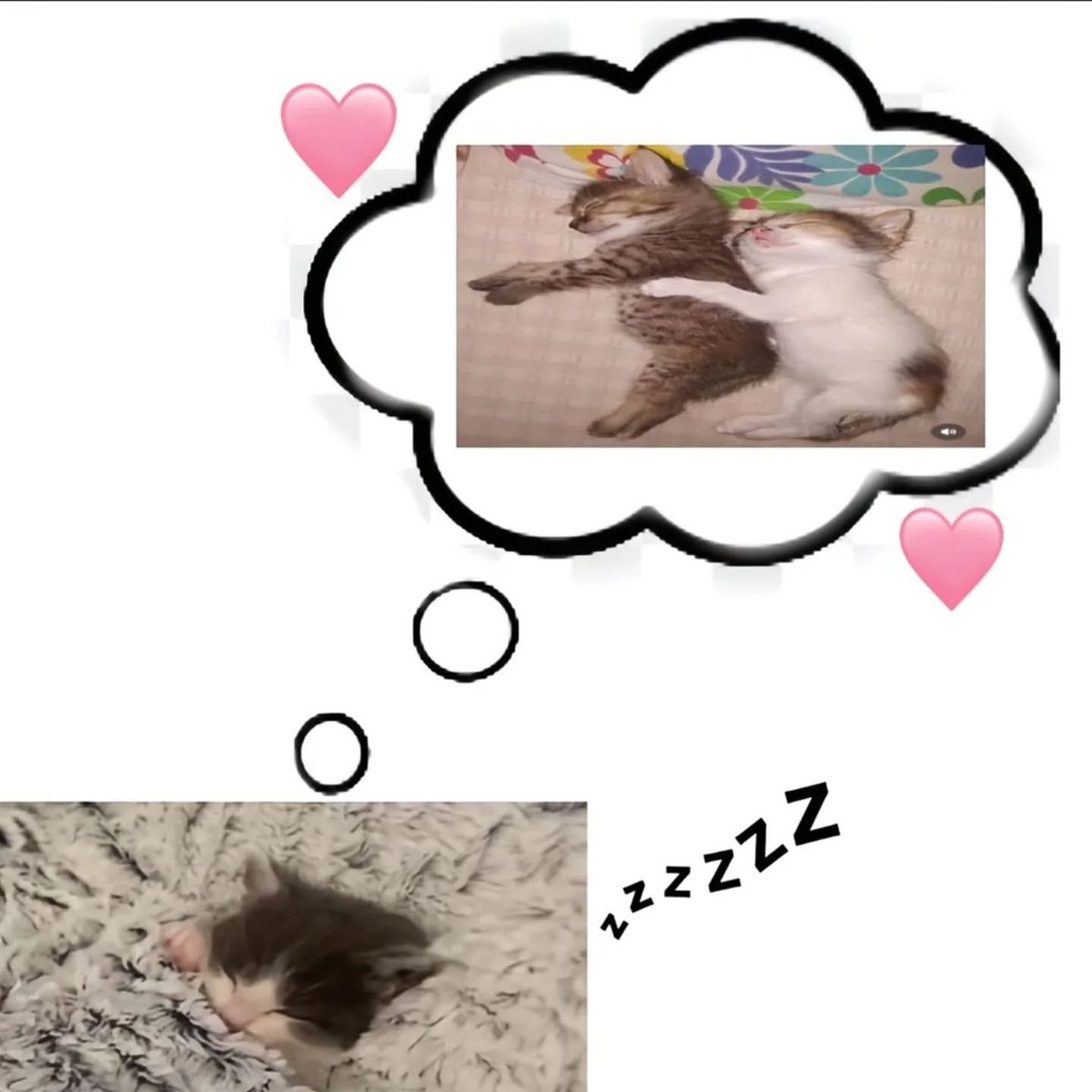 Punch Cat (@punchingcat) on Twitter photo 