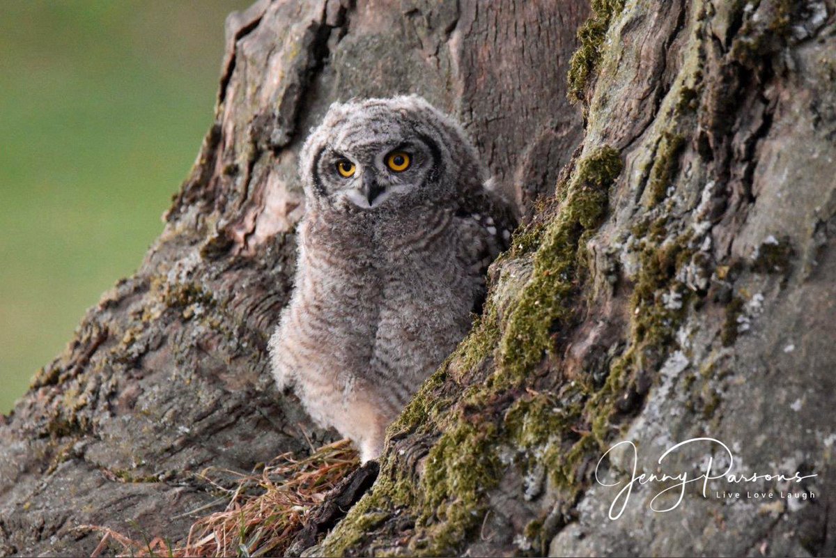 JennyPaPB's tweet photo. So special to see these owlets and have a chance to photograph them. A pair of Spotted Eagle Owls have bred successfully for many years apparently. What an absolute privilege to have them as a garden bird on the farmโฆ
#owl #owlets #onthefarm #gardenbirds #birdwatching #bird https://t.co/fr4eaLHzgC