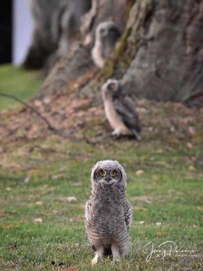 JennyPaPB's tweet photo. So special to see these owlets and have a chance to photograph them. A pair of Spotted Eagle Owls have bred successfully for many years apparently. What an absolute privilege to have them as a garden bird on the farmโฆ
#owl #owlets #onthefarm #gardenbirds #birdwatching #bird https://t.co/fr4eaLHzgC