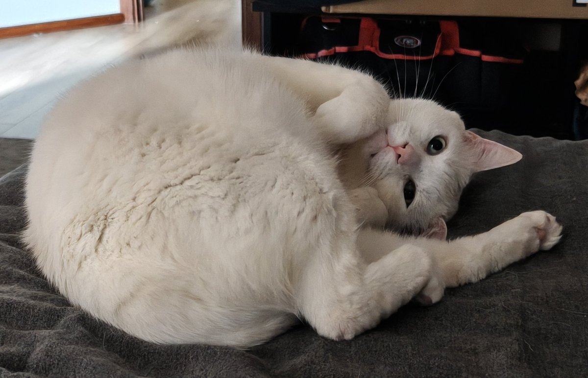 <a href="/biancosayshello/">Bianco 🤍</a> OUGHE !! ME PLEA'S !