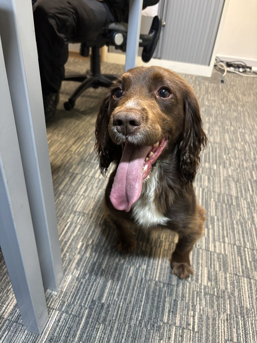 WY Police Dogs tweet media