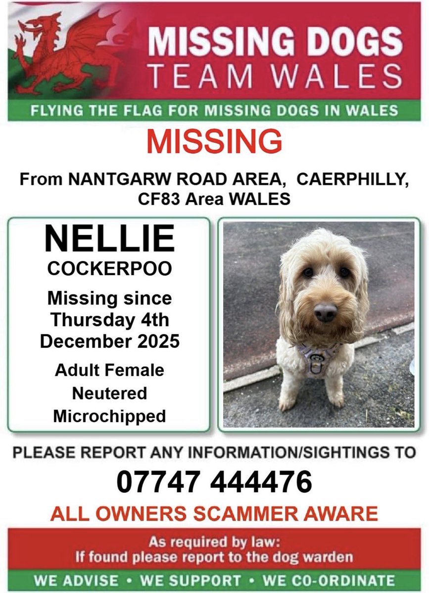 missingdogsteamwales tweet media