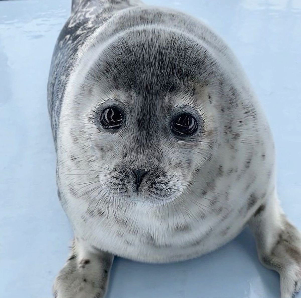 Lovejoy as seals (@lvjyseals) on Twitter photo 