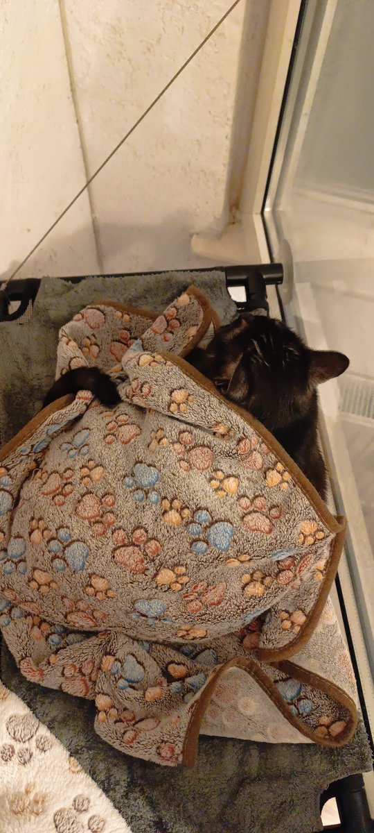 CloeyTkittyCat's tweet photo. Ringlet➰😻 https://t.co/aaDWMOIJX5