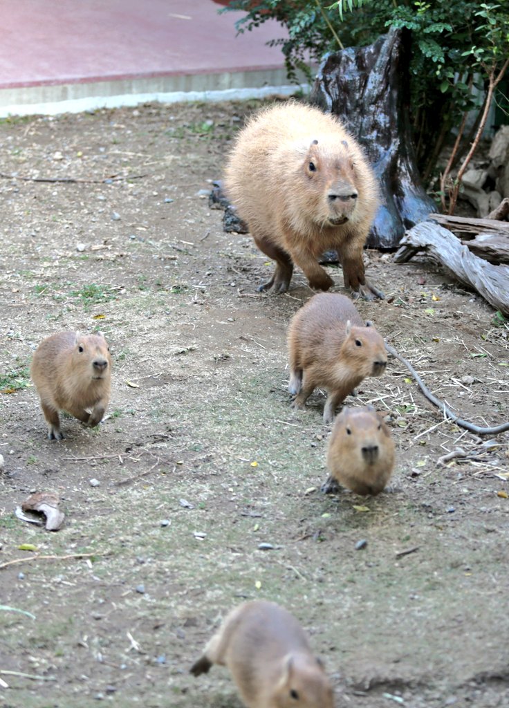『逃げろ～』
たまにめめちゃんが仔カピたちを追っかけるんだけど、スピードがあってド迫力🤩
#竹島水族館 #カピバラ