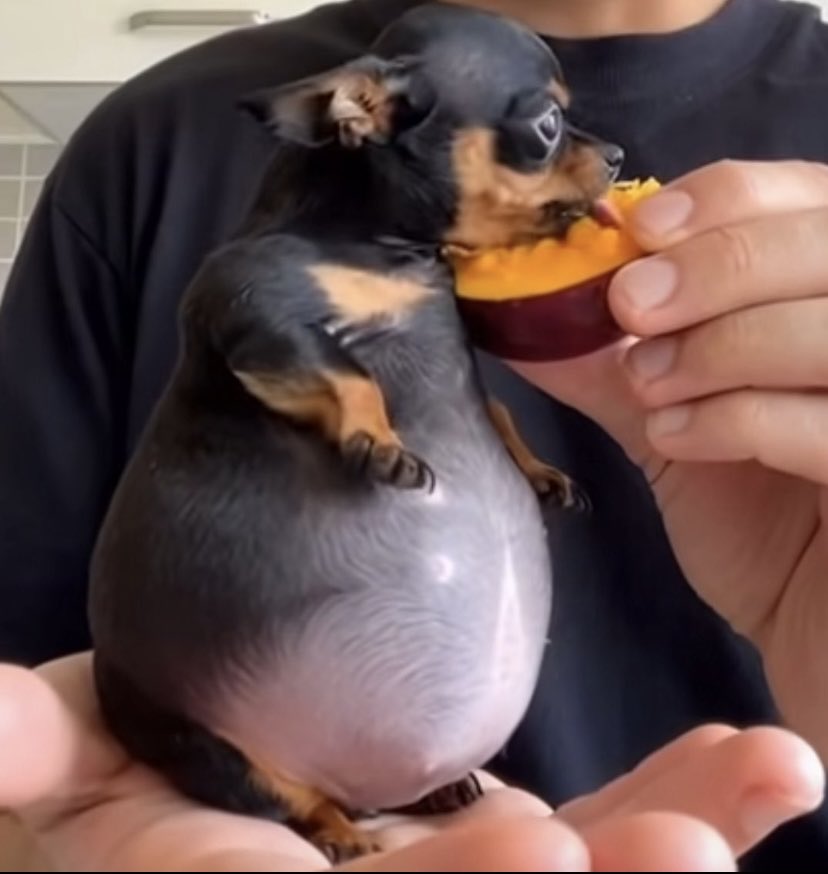 MAD04JOR's tweet image. sumi e tô tentando melhorar ent fav aq p eu aparecer no seu pv e virarmos melhores amigos