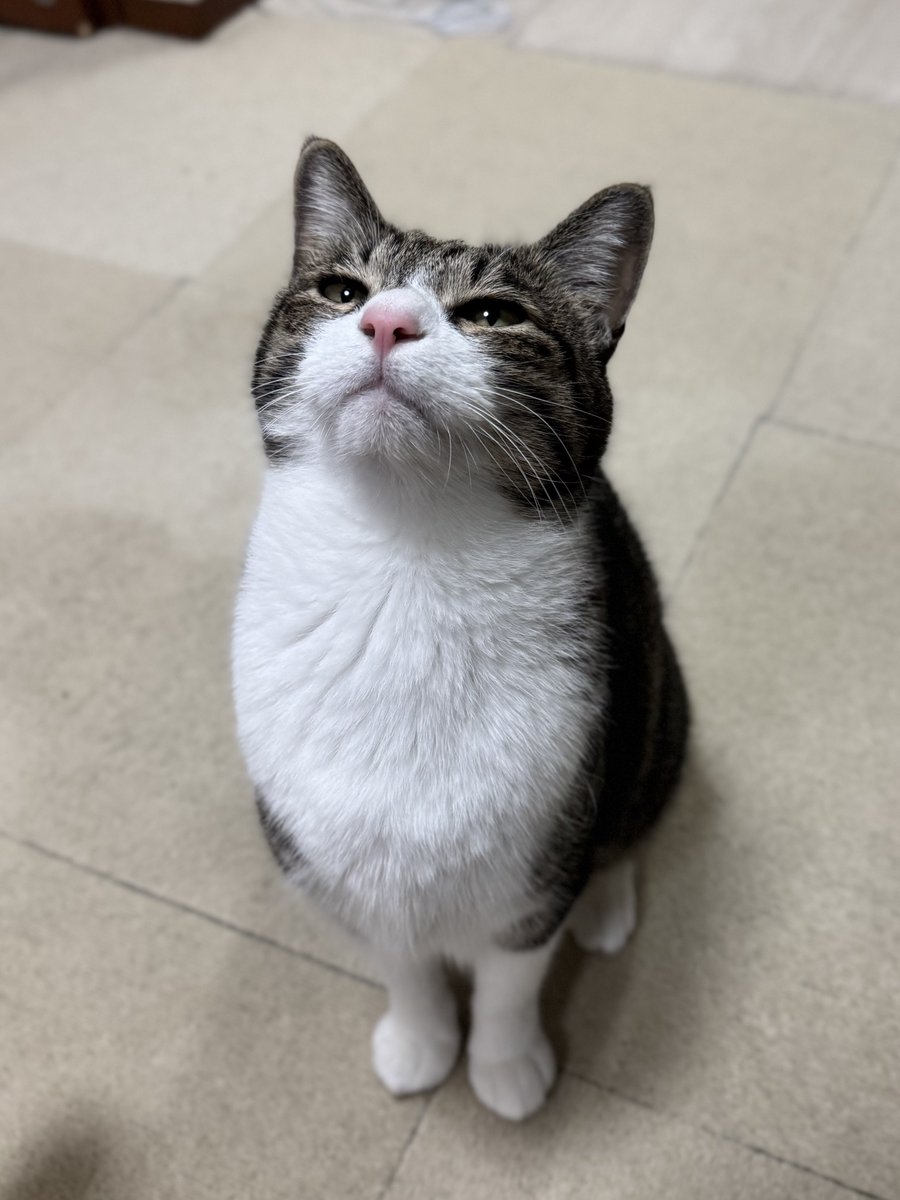 ぎんのねこ (@ginnonekoch) / Posts / X