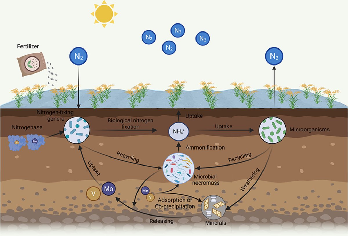 ykuzyakov's tweet image. NEW in Fundamental Research
Key role of microbial necromass &amp;amp; iron minerals for micronutrients &amp;amp; biological nitrogen fixation in #soil
doi.org/10.1016/j.fmre… 

Lead by @yuguanghui307

#litter #straw #manure #Fertilisers #Phosphorus #MicrobialNecromass #soilbacteria #soilfungi