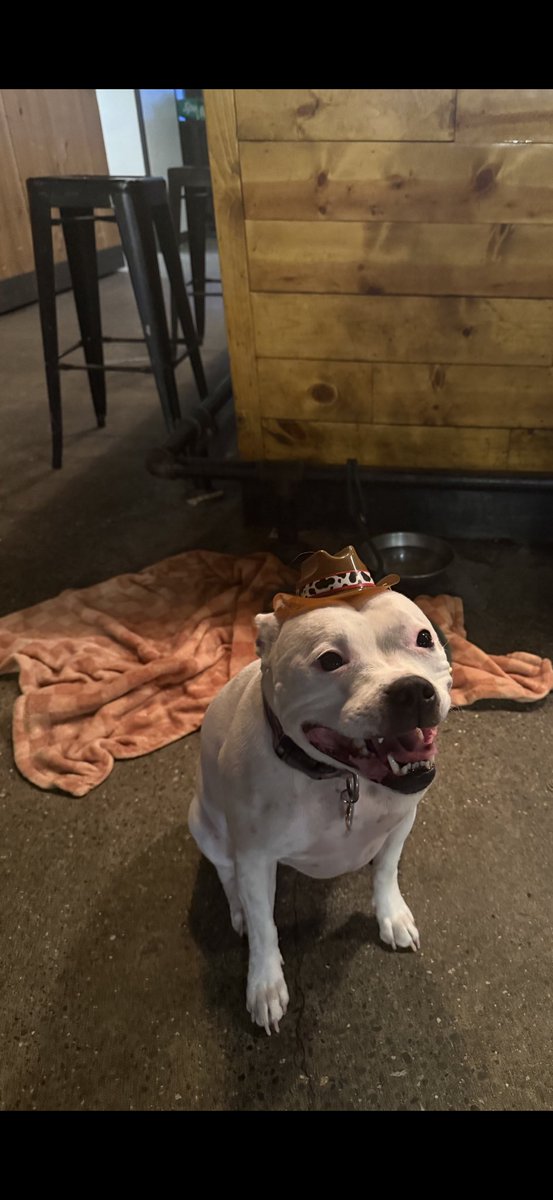 _dan_dandan's tweet image. My copilot makes me a happy little lady❤️