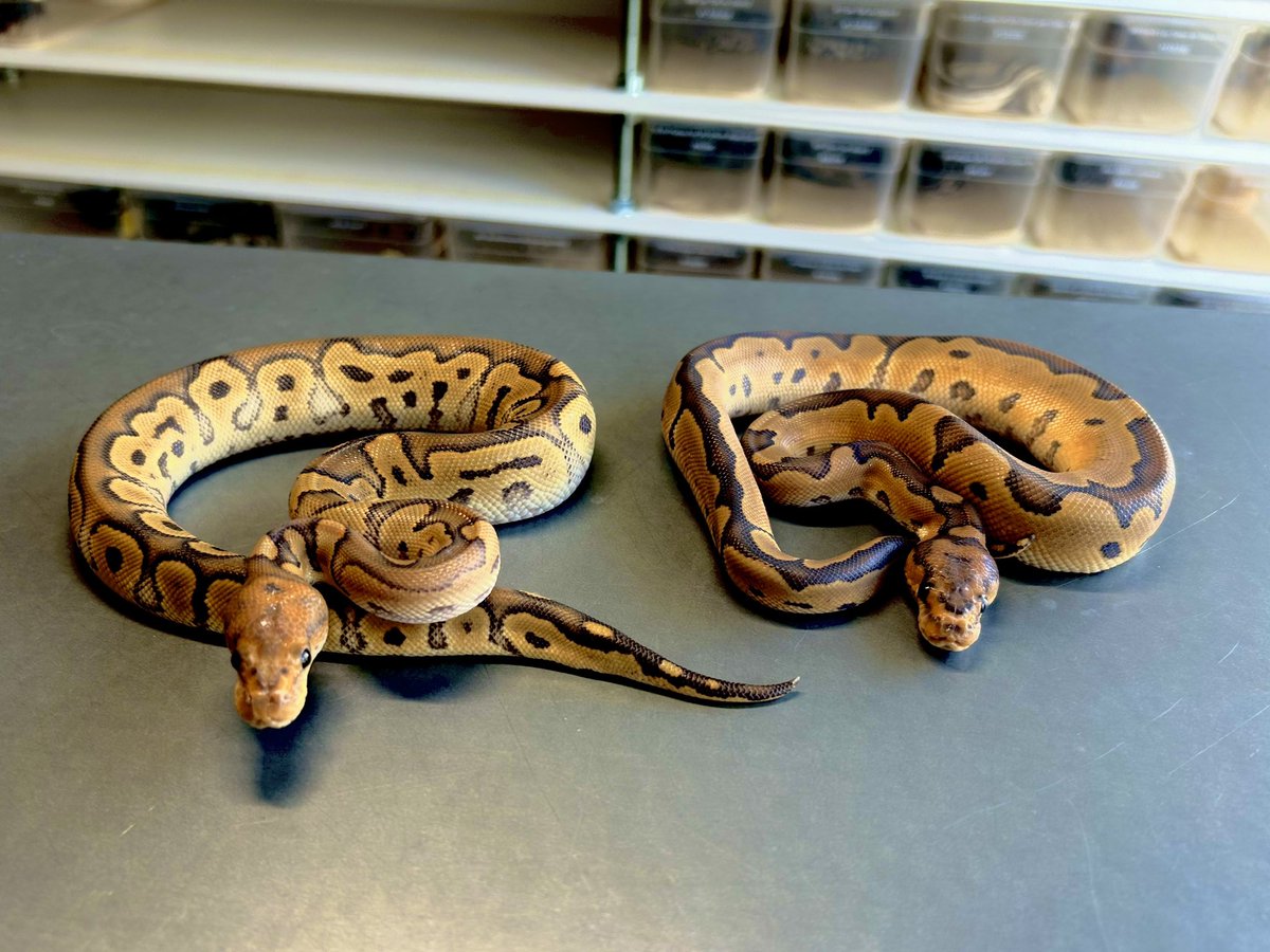 真夜中のビバリウム【MIDNIGHT VIVARIUM】 (@mayo_viva) / Posts / X