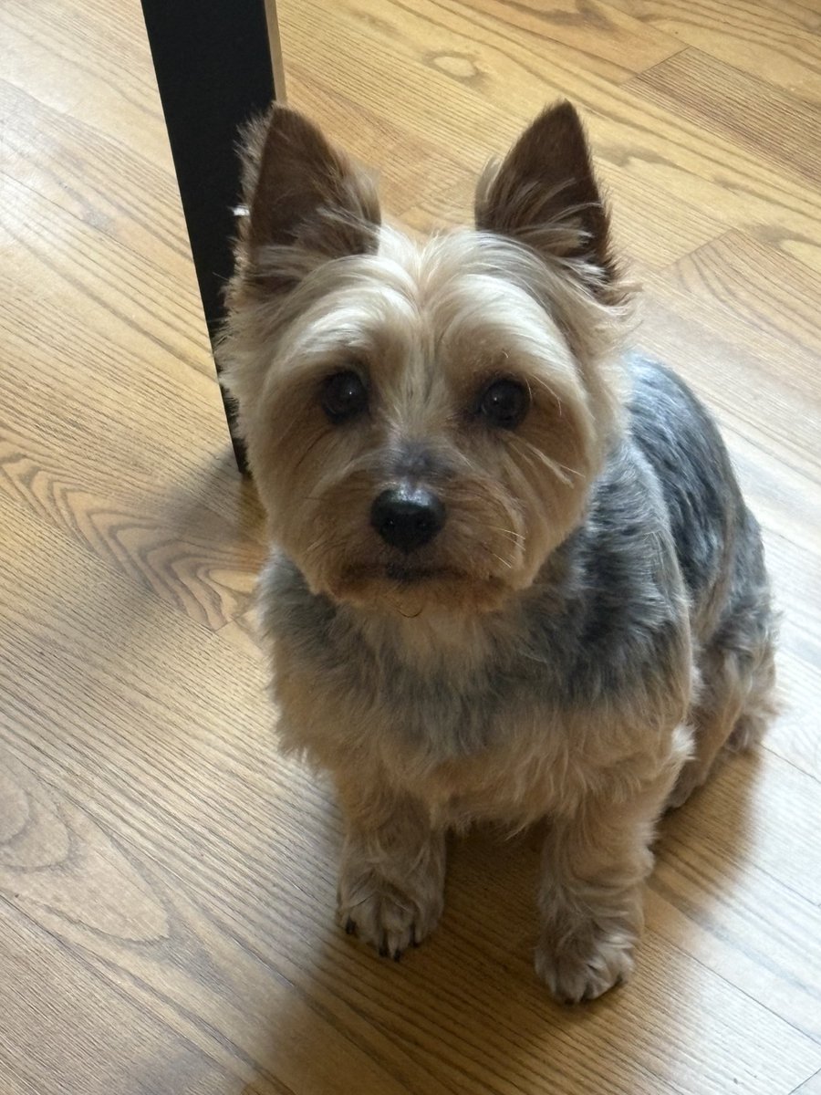 Callie, Toby and Snowball 🐰 tweet media