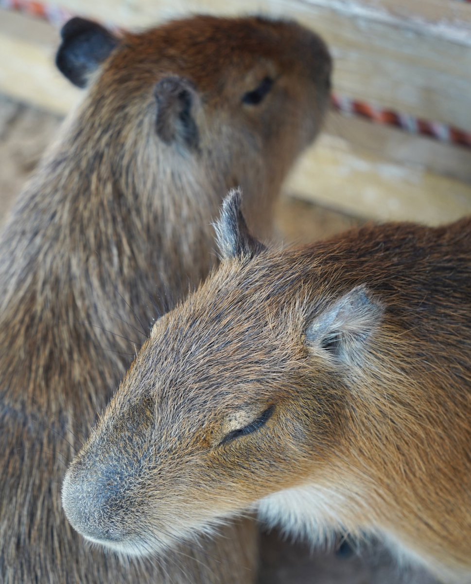 けろけろ (@capyanimal) / Posts / X