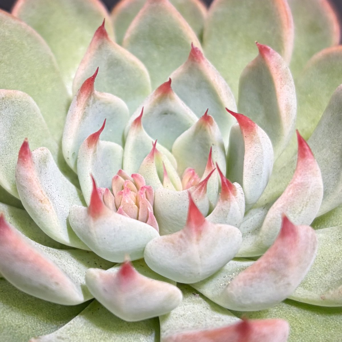 札付き♥️ヒューミリス✕ラウイ♥️変異？ hq720.jpg?sqp=-