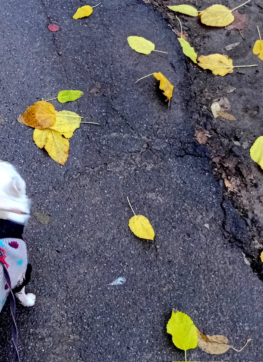 Катерина Галич tweet media