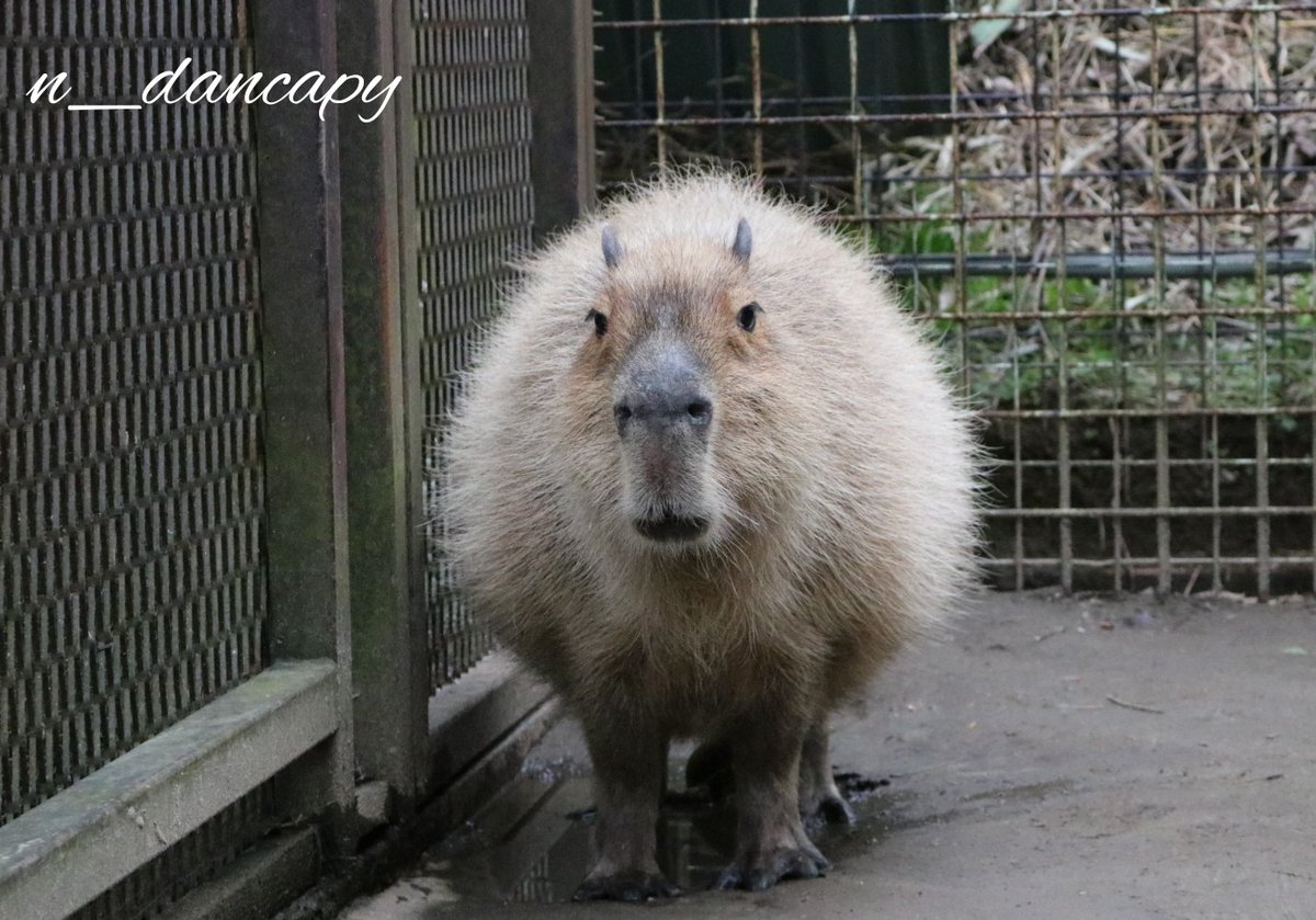 けろけろ (@capyanimal) / Posts / X