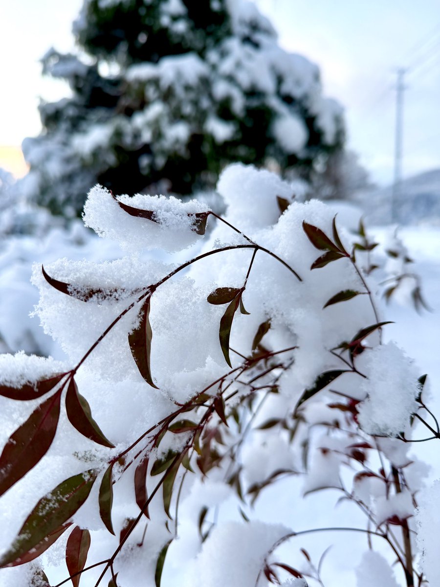 Bamboo_Tiger's tweet photo. おはようございます。小坂町は気温現在−2℃曇りです。前日より降り積もりました。7cm位です。もう溶けることは無さそうな感じ… 今日も雪かきしないで出勤です… 明日も積もるようだと雪掻きですね… 金曜日頑張って出勤！ #秋田県 #雪景色 https://t.co/lhsABo89rI