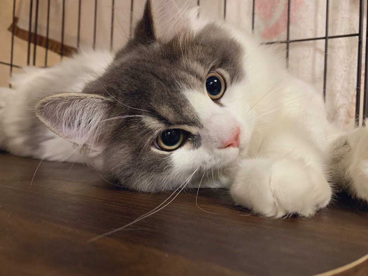 お ち ゃ ち * tweet media