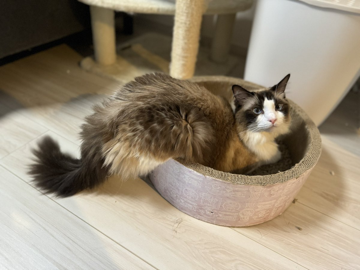 cham_chuno's tweet photo. 後ろ足に違和感はございませんか？？？？

#猫のいる暮らし #猫好きさんと繋がりたい #ラグドール https://t.co/W6EUpt3g9T