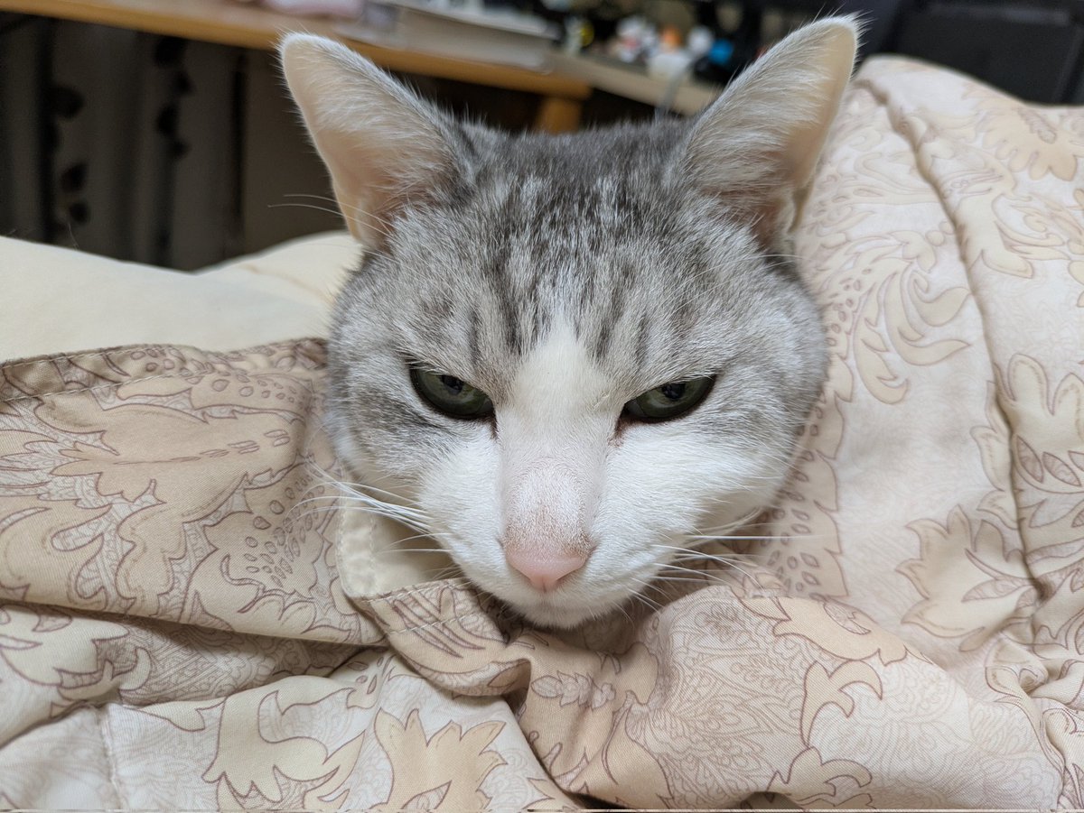 白猫好き ここは俺に任せてお前は仕事に行け #ねこのいる暮らし𓏲𓎨 #猫好きさん