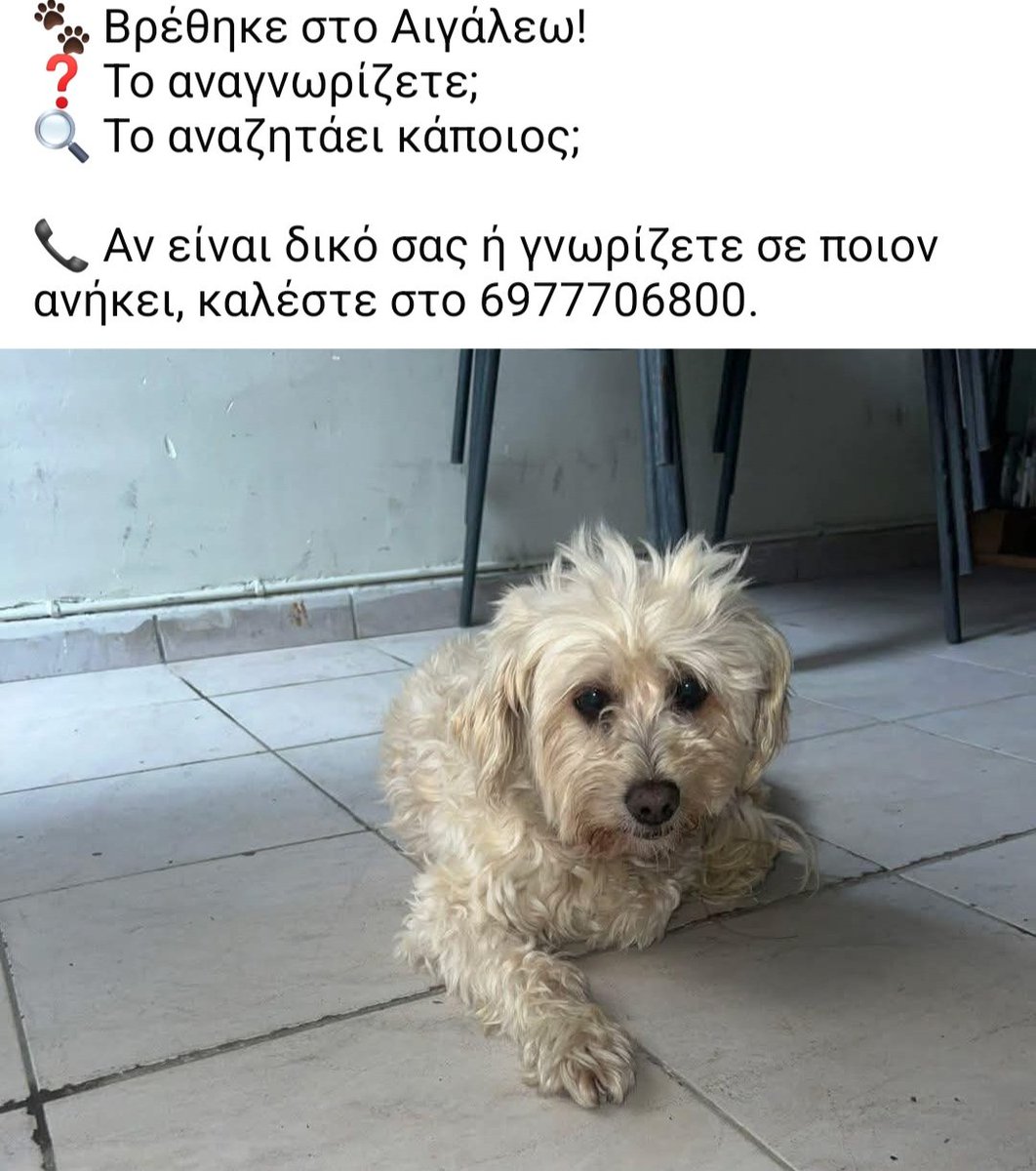 KatKatPt's tweet image. 🆘️🆘️🆘️
Βρέθηκε στο Αιγάλεω 
Το αναζητεί κανείς;
Rt 🙏🙏🙏