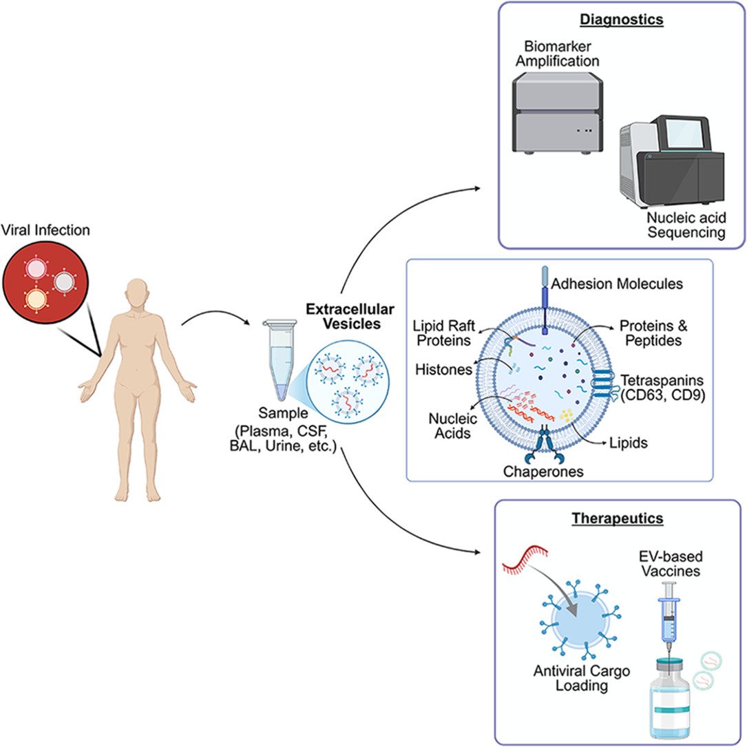 MicrobesInfect's tweet image. Extracellular Vesicles in Viral Disease Management

sciencedirect.com/science/articl… #OpenAccess #virology