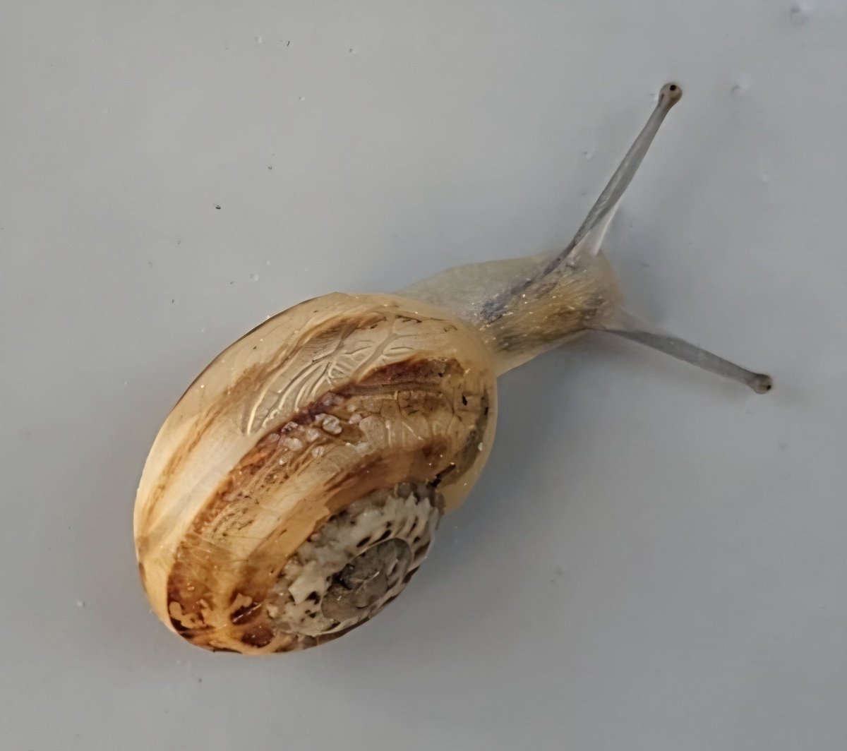 Koca jüpiteri sırtında taşıyan salyangoz