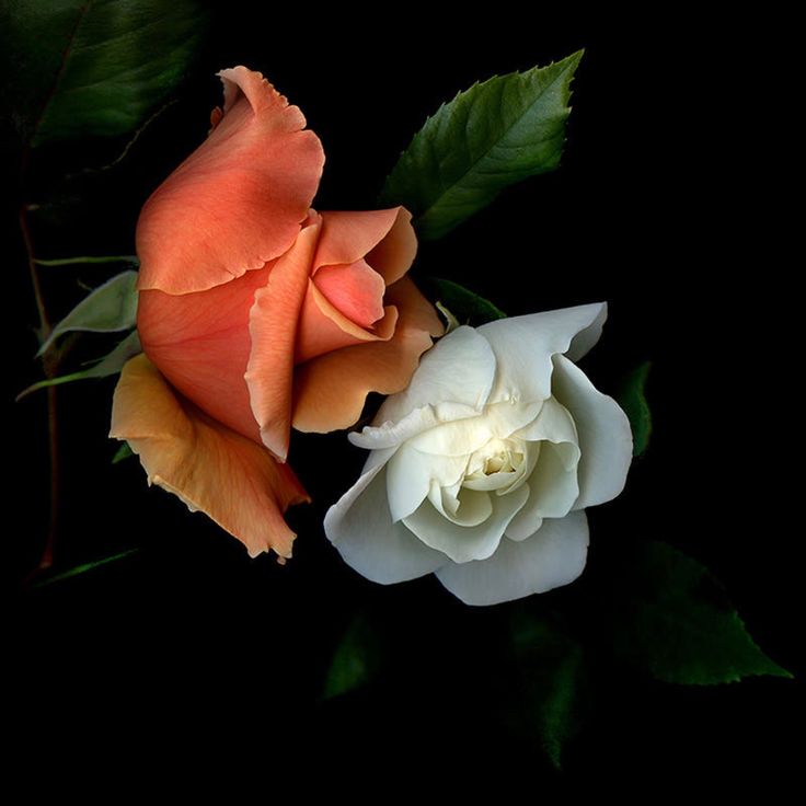 ﷽
🌹السلام علیکم ورحمتہ الله🌹 
#خاتم_النبیین_محمدﷺ
پر #درود_وسلام 

یارب العالمین جو بے اولاد ہیں انہیں اپنی نعمت و رحمت دونوں عطا فرمائیں اور جو صاحب اولاد ہیں انھیں ھدایت کے ساتھ ماں باپ کی آنکھوں کی ٹھنڈک اور دل کا سکون بنادیجئے آمین👈🤲

❥🌹םבםבﷺ🌹❥
1

🌹
🍁
🌹