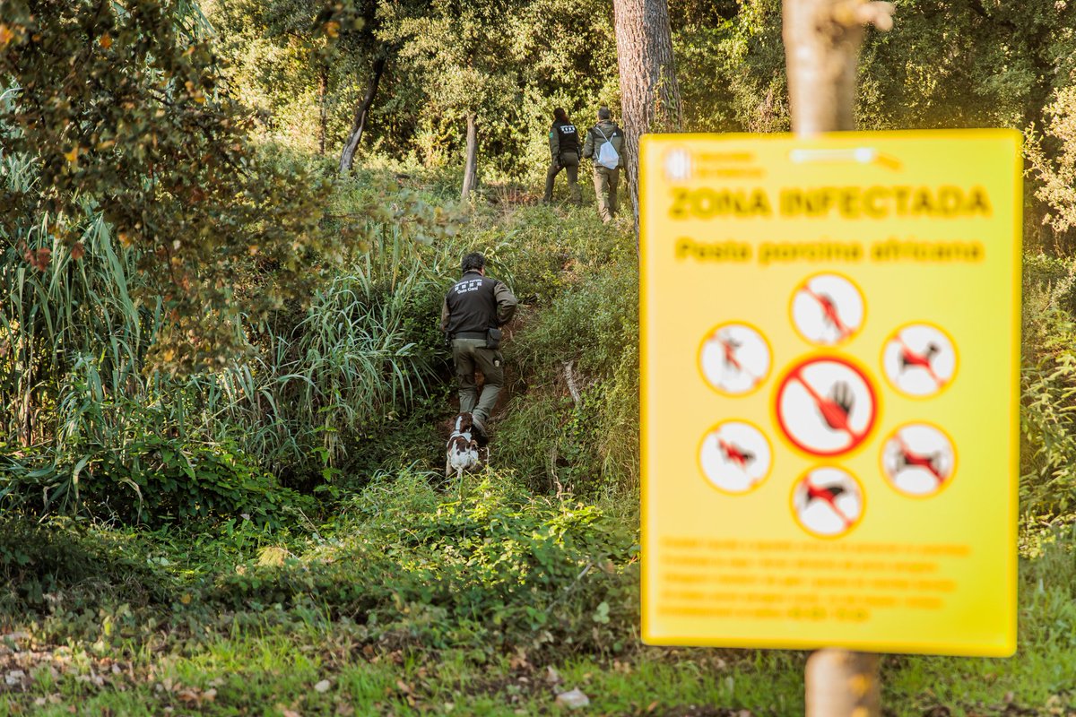 Patrulles a peu i unitats canines reforcen la inspecció.

👣 Si localitzem un senglar el podem geolocalitzar gràcies al GPS.

⚠️ Si és mort o malalt, activem el Grup de Captures #GECAcar i equips d’extracció bioseguretat.

Qualsevol cadàver es recull per analitzar-lo.