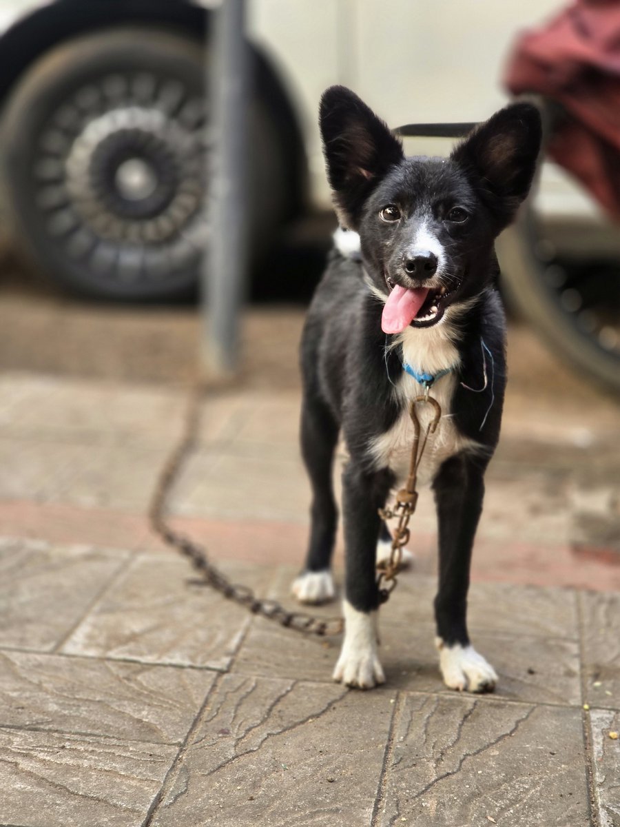 Aparna_kj's tweet photo. Paws for a moment 🐾 🤍 
#FurryTails #pawsitive #dogsofX https://t.co/6042A3bKwh