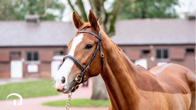 resracingky's tweet photo. We are proud to add two outstanding fillies from the Tattersalls December Mare Sale:
• Pintara (IRE) — undefeated in both starts at two, including the Montrose Stakes (1.8 gns)
• Understudy (GB) — a proven performer and runner-up in the G2 Ribblesdale Stakes at Royal Ascot (525,000 gns)

Discover their profiles and what makes them so special on our website!

https://t.co/xjT7KvFVE2