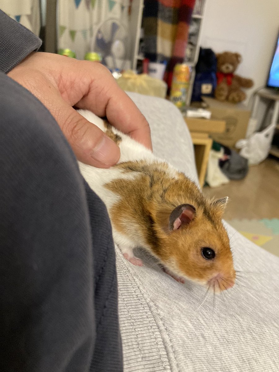 Post by 安藤達哉(ジミー)🐒 on X: #ハムスター