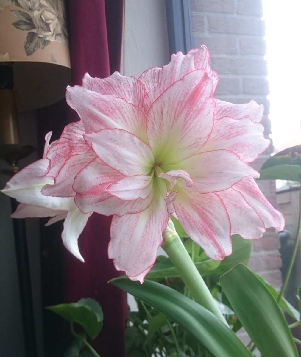 Dag 4 van #Foto_Adventskalender met thema #Winterbloei op initiatief van <a href="/josephiensierag/">J🍋sephien Sierag 🕊📚🌸🍣📷</a>

Ik moest echt goed zoeken,  maar ben hierop uitgekomen.  Altijd weer een magisch proces uit zo'n bol